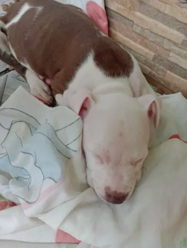 Filhote de pitbull