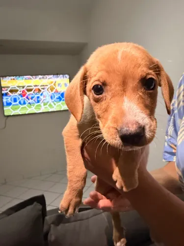 Cachorrinhos para doação