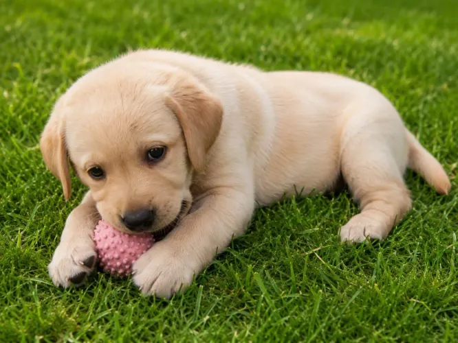 Labrador - filhote 