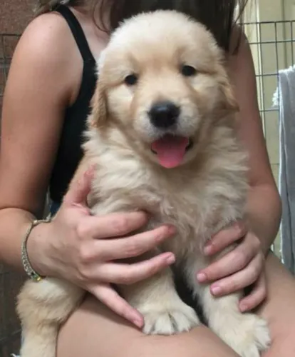 Filhotes de Golden Retriever 
