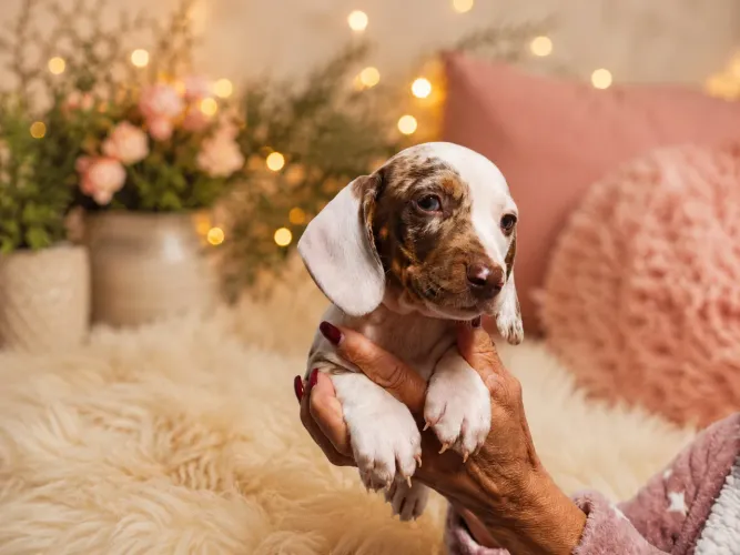 Machos de dachshund