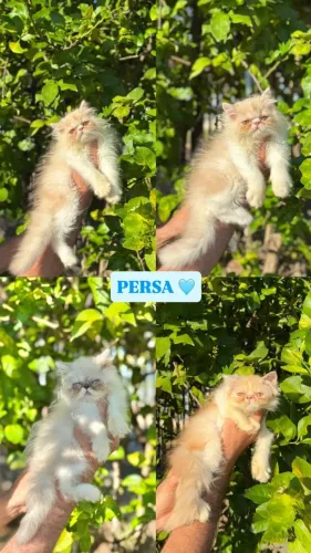 Gato Persa filhote de luxo: qualidade e pedigree garantidos