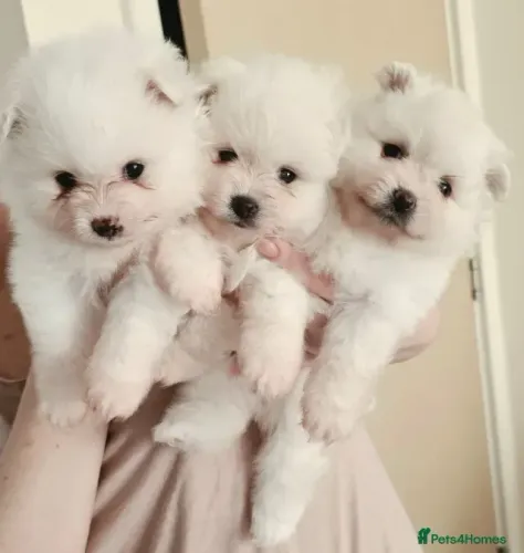 Filhotes esperto e fofo Spitz Alemão/ Lulu da Pomerânia/ anão/ anãozinho