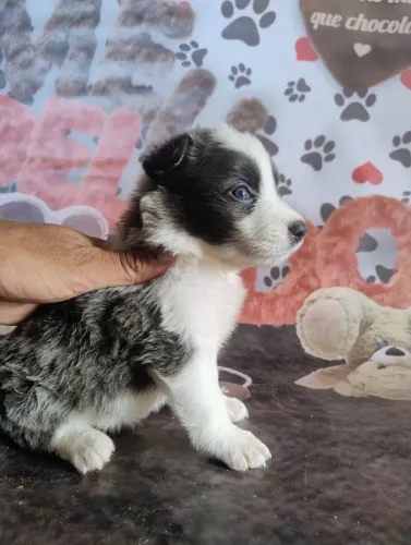 Border collie Blue Merle e preto Branco disponíveis!