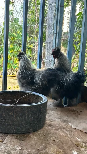 Vende se galinhas peludas.