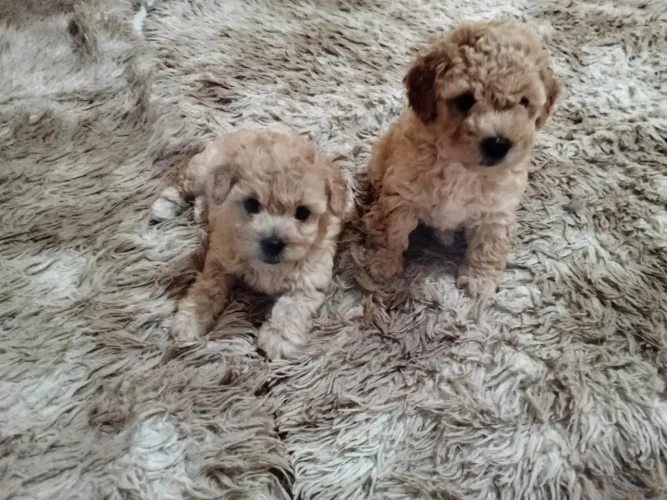 Filhotes toy poodle , agora só macho