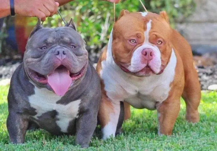Americam Bully pedigree parcelo no cartão : damos o pedigree