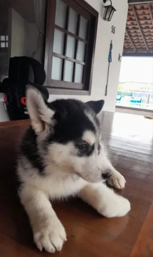 Vendo filhote de husky siberiano fêmea