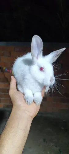 Coelhos puro nova Zelândia 