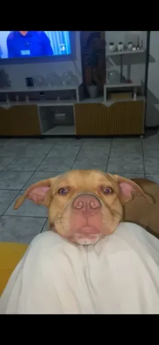 Doação pitbul
