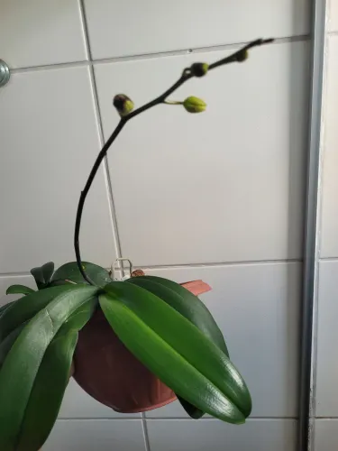Orquídea