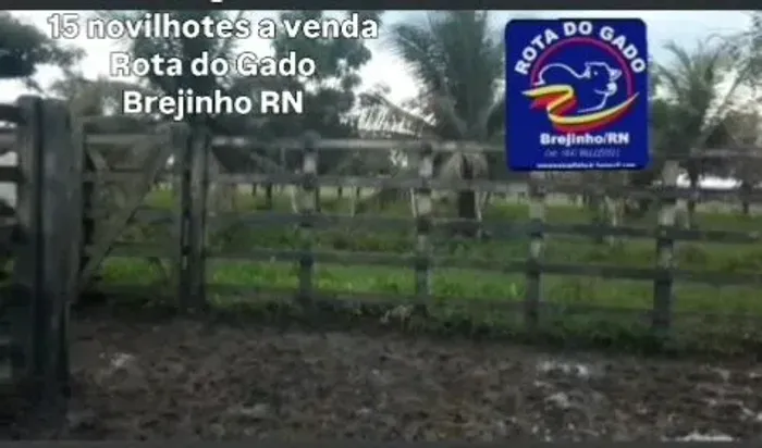 13 bois graudos nelore e raçados a venda .