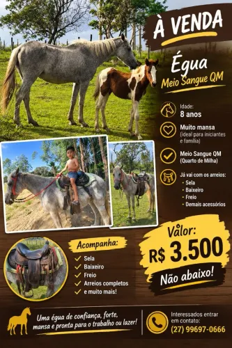 égua meio sangue qm