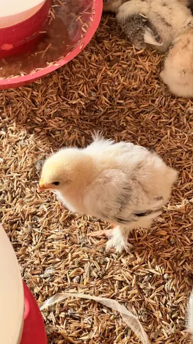 Pintinho galinha Brahma light