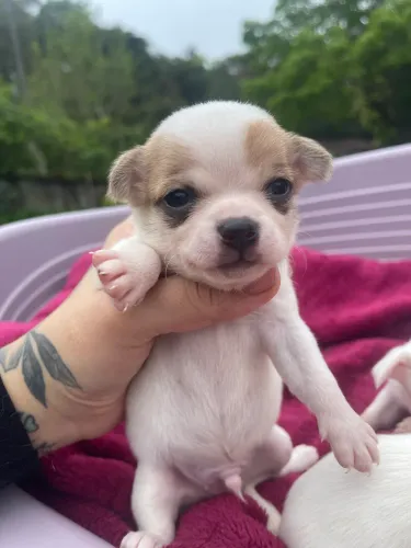 Chihuahuas Machos