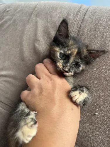 Doação de gatinha