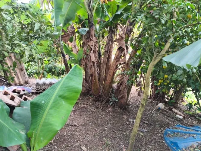 Chacara Bocaiúva do sul 7.100 m2