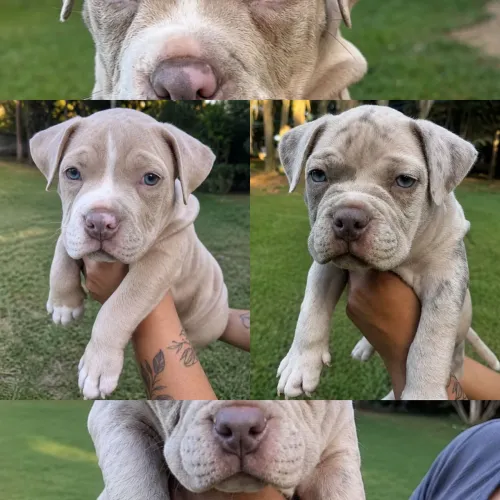 American Bully pocket 