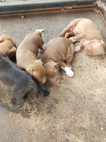 Filhotes de Pitbull 