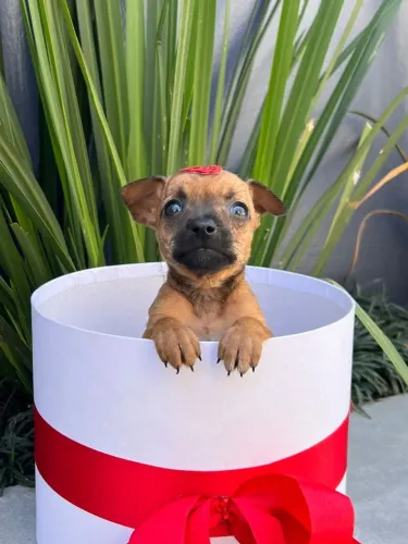 Pinscher 0 disponivel pronta entrega