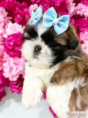 Shih Tzu fêmea pelagem tricolor  - Canil Best Friend 