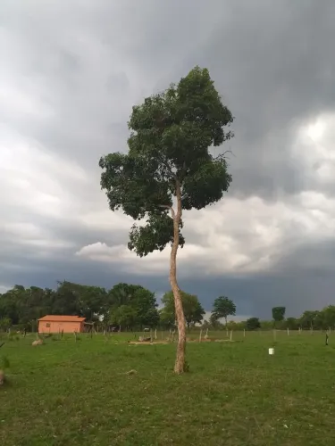 Chácara à venda 49,4 hectares no município de Campos Lindos - TO