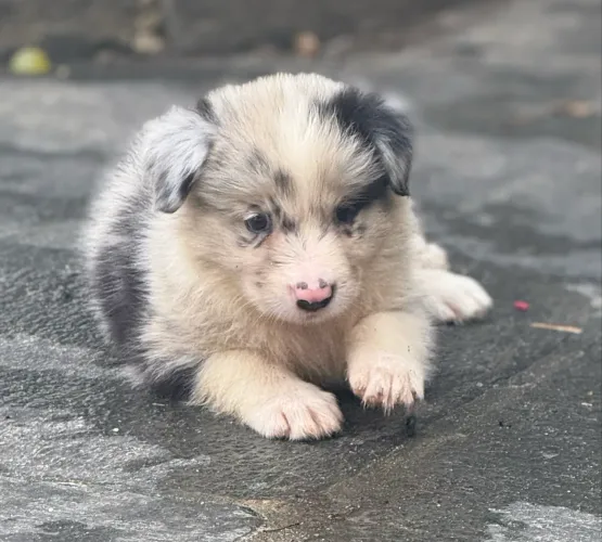Border collie com pedigree CBKC - filhotes puros