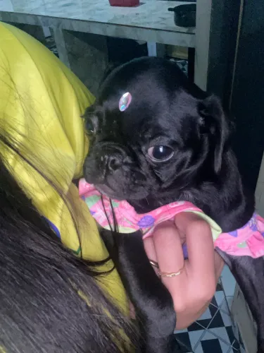Pug fêmea