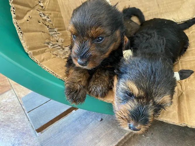Vendo filhotinhos de yorkshire, Niterói tenho um casal ) Agora só tem um mach