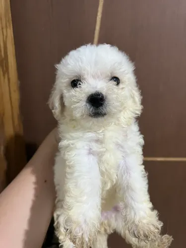 Cachorrinhas Poodle Toy