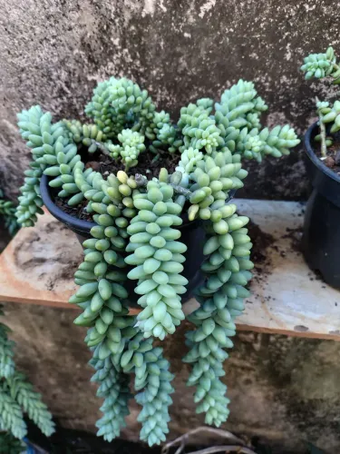 Suculenta Dedo de Moça ou Sedum Burrito