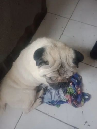 Cachorro Pug lindo e carinhoso