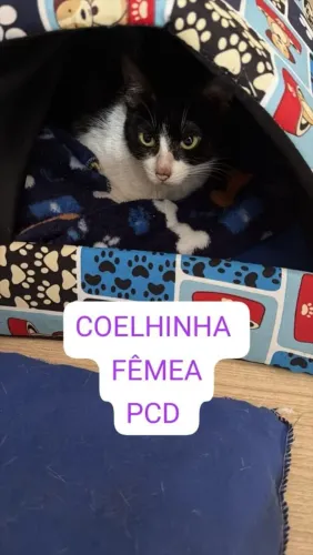 Doação gata adulta