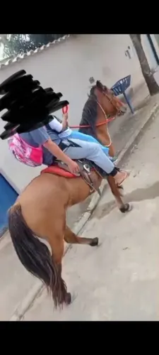 Cavalo castrado 