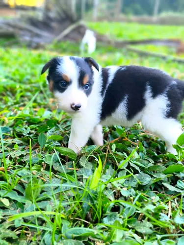 Filhote de Border Collie