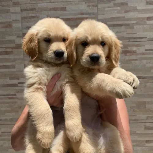 Filhotes de golden pedigree machos e fêmeas puros