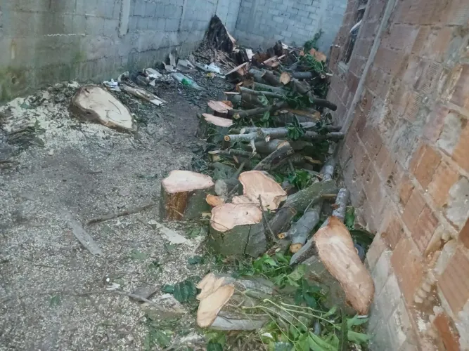 Tronco de árvore para carvão 