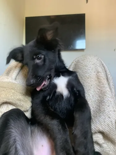 Doa-se cachorrinha de porte médio vira lata