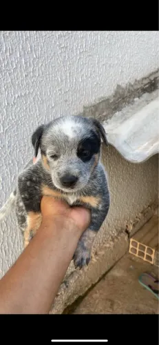 Vende-se filhote boiadeiro australiano