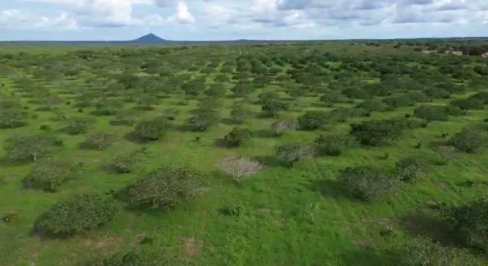 Gigante Oportunidade Rural em Aracoiaba: Fazenda Produtiva com 170 Hectares REF: 4786