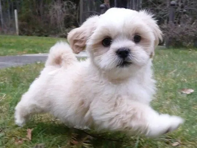 Linda femea de lhasa apso