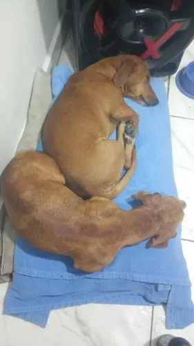 Vende-se Bassê