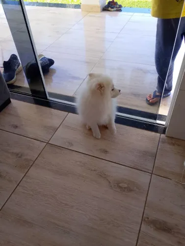 Filhote de Spitz alemão 