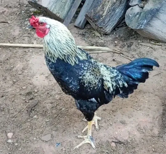 Vendo galos índio e caipira 