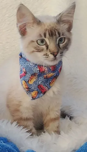 Gato siamês tigrado com 3 meses 