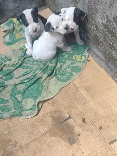 Filhotes de Pitbull 2 fêmea e 1 macho