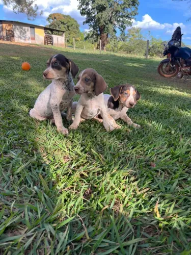 Cachorro 