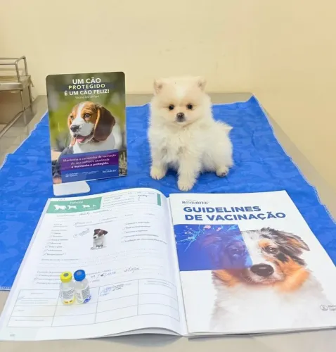 Spitz alemão anão machinho