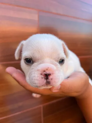 Filhote de buldogue francês