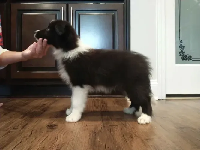 Filhotes de Border Collie | Filhotes prontos para brincar!
